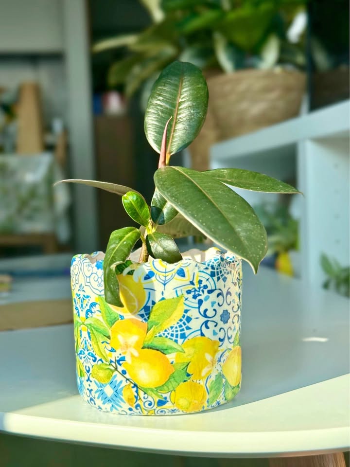 Rubber Plant + Lemon Pattern Ceramic Pot