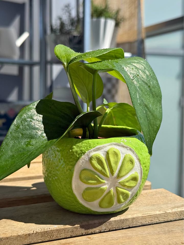 Pothos Plant in Lime Planter