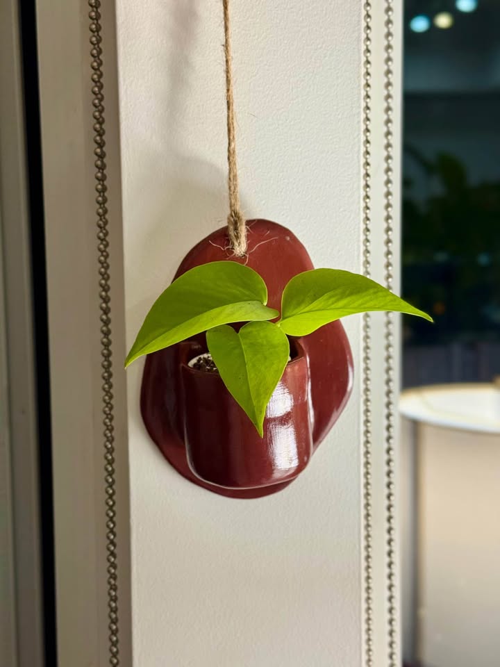 Wall Planter + free plant